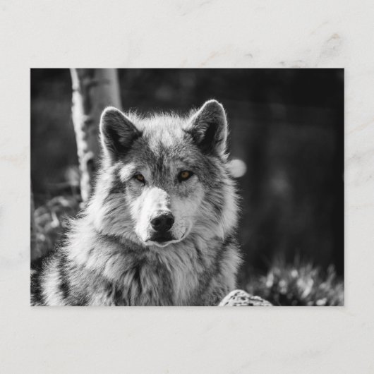 Graue Wolfsbüste in Schwarz/Weiß Postkarte (Vorderseite)