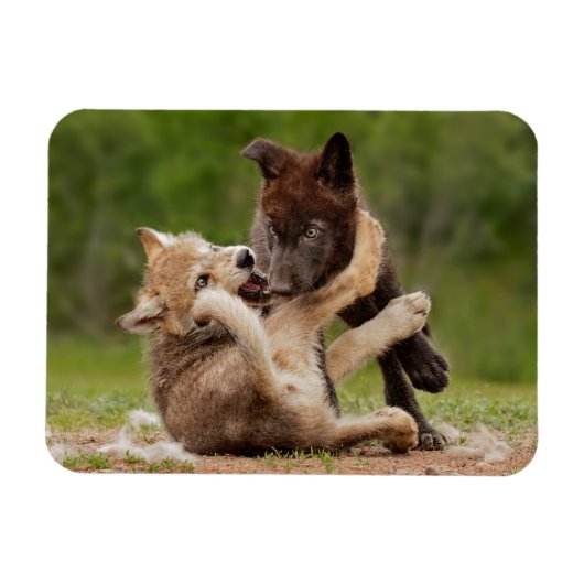 Graue Wolfwelpen ringen Magnet (Horizontal)