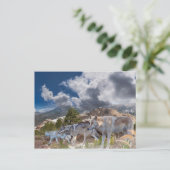 Graue Wolves Familienreise Postkarte (Stehend Vorderseite)