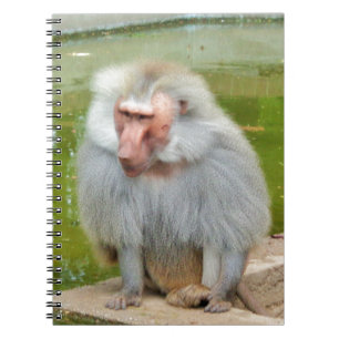 Grauer Affe, Ape Macaque, Natur, Tierwelt Notizblock