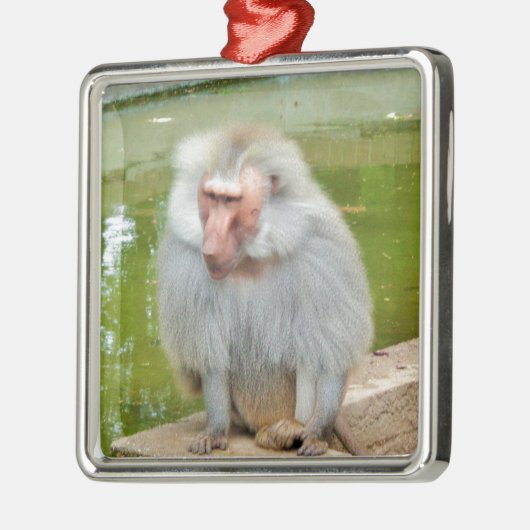 Grauer Affe, Ape Macaque, Natur, Tierwelt Silbernes Ornament (Links)