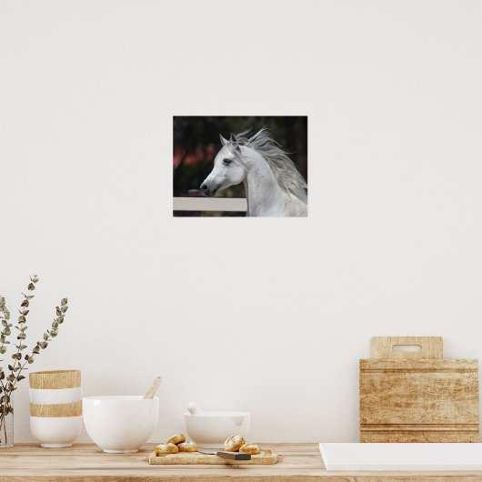 Grauer arabischer Stallion-Kopfschuss Manfflüge Poster (Küche)