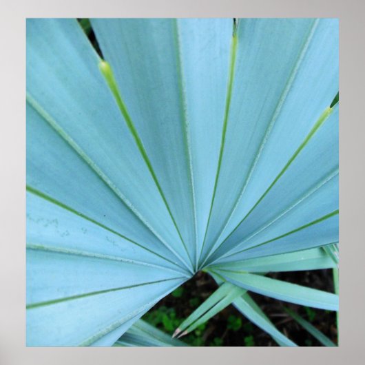 Grauer Bismarck Palm Tree Nah nach Print Poster (Vorne)