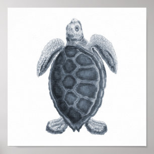 Grauer Druck #7 der Seeschildkröte-Meereswelt Poster