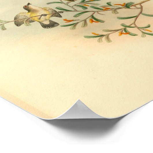 Grauer Flycatcher Bird Vintag Print Poster (Ecke)