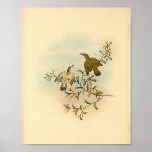 Grauer Flycatcher Bird Vintag Print Poster (Vorne)