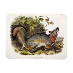 Grauer Fox / Grauer Fox Audubon's American Quadrup Magnet