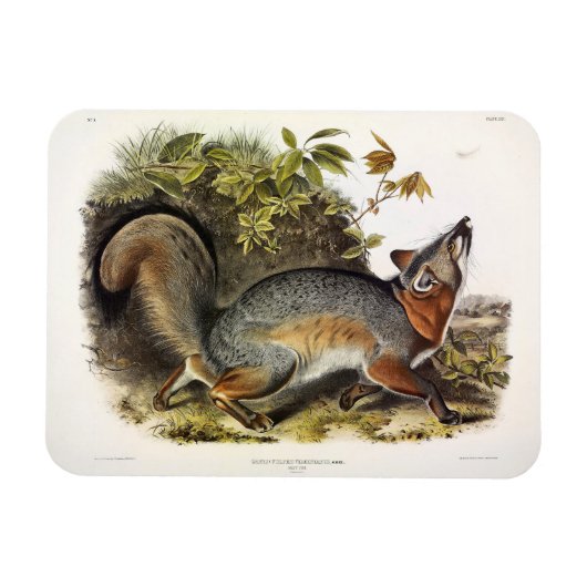Grauer Fox / Grauer Fox Audubon's American Quadrup Magnet (Horizontal)