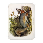 Grauer Fox / Grauer Fox Audubon's American Quadrup Magnet (Vertikal)