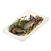 Grauer Fox / Grauer Fox Audubon's American Quadrup Magnet (Linke Seite)