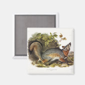 Grauer Fox / Grauer Fox Audubon's American Quadrup Magnet (Vorderseite/Rückseite)