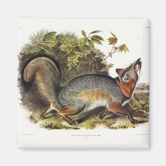 Grauer Fox / Grauer Fox Audubon's American Quadrup Magnet (Vorne)