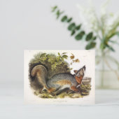 Grauer Fox / Grauer Fox Audubon's American Quadrup Postkarte (Stehend Vorderseite)