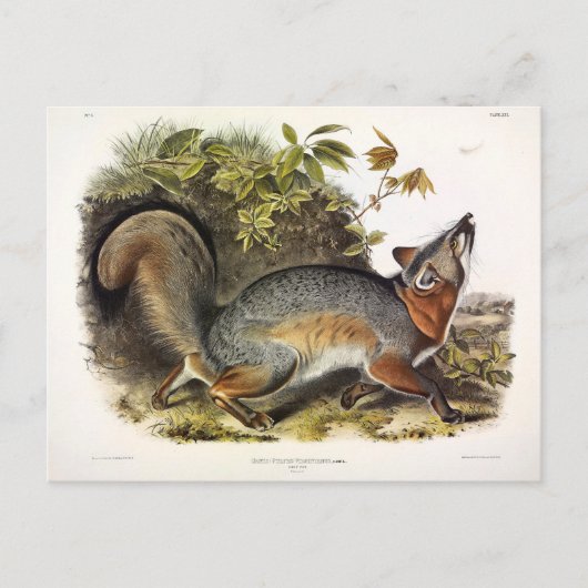 Grauer Fox / Grauer Fox Audubon's American Quadrup Postkarte (Vorderseite)