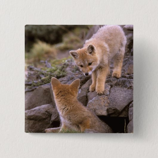 Grauer Fox (Lycalopex griseus) Button (Vorderseite)
