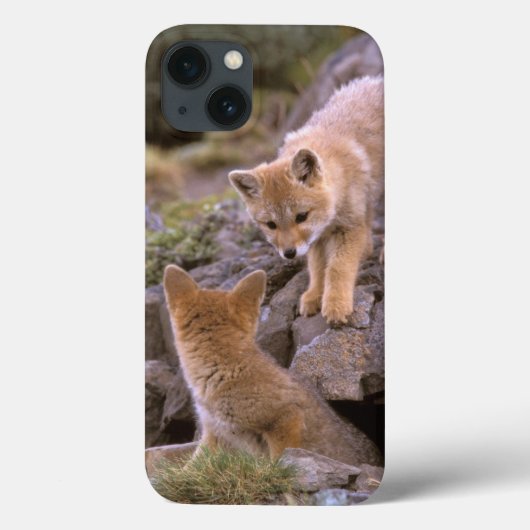 Grauer Fox (Lycalopex griseus) Case-Mate iPhone Hülle (Rückseite)