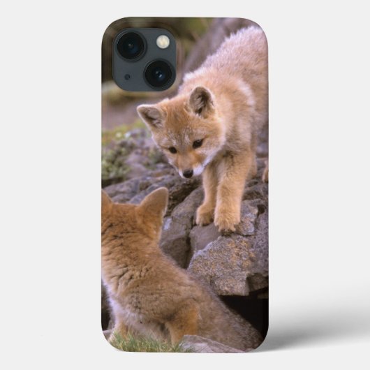 Grauer Fox (Lycalopex griseus) Case-Mate iPhone Hülle (Rückseite)