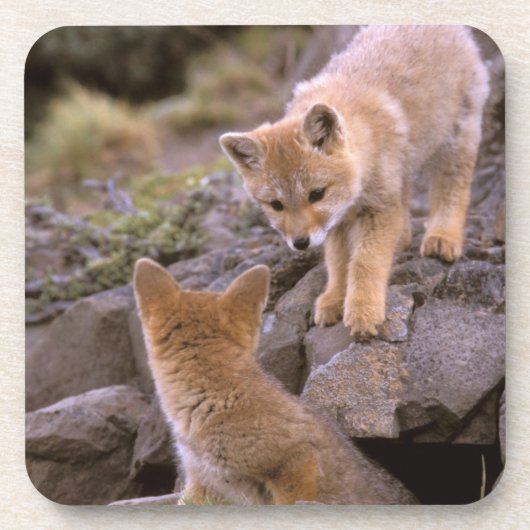 Grauer Fox (Lycalopex griseus) Getränkeuntersetzer (Vorderseite)