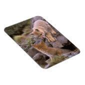 Grauer Fox (Lycalopex griseus) Magnet (Rechte Seite)