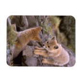 Grauer Fox (Lycalopex griseus) Magnet (Horizontal)