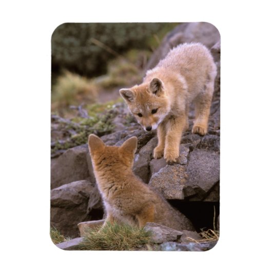 Grauer Fox (Lycalopex griseus) Magnet (Vertikal)