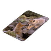 Grauer Fox (Lycalopex griseus) Magnet (Linke Seite)