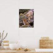 Grauer Fox (Lycalopex griseus) Poster (Küche)
