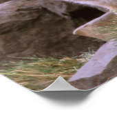 Grauer Fox (Lycalopex griseus) Poster (Ecke)