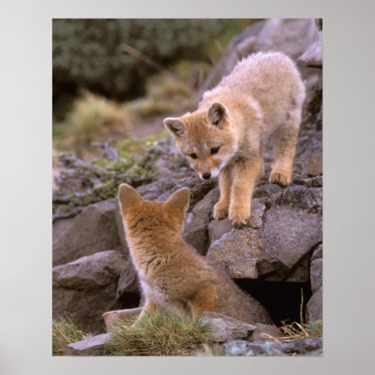 Grauer Fox (Lycalopex griseus) Poster (Vorne)