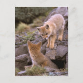 Grauer Fox (Lycalopex griseus) Postkarte (Vorderseite)