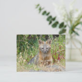 Grauer Fox-Postkarte Postkarte (Stehend Vorderseite)
