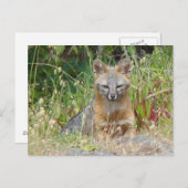 Grauer Fox-Postkarte Postkarte (Vorne/Hinten)