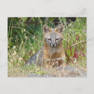 Grauer Fox-Postkarte Postkarte