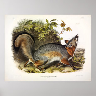 Grauer Fox (Urocyon cinereoargenteus) Poster