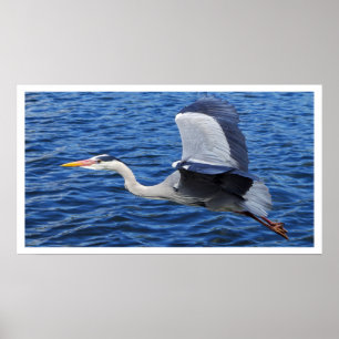 Grauer Heron in Flight Poster