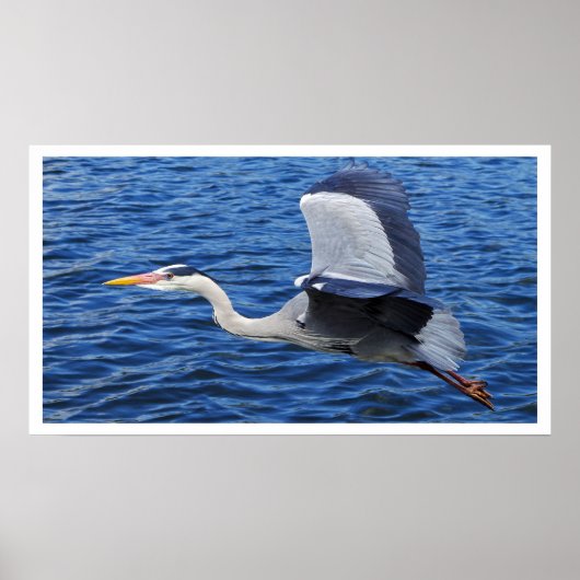 Grauer Heron in Flight Poster (Vorne)