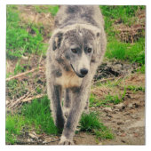 Grauer Hund Fliese (Vorderseite)