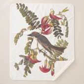 Grauer Kingbird Audubon Bird über blühenden Baum Sherpadecke (Vorderseite)