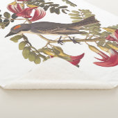 Grauer Kingbird Audubon Bird über blühenden Baum Sherpadecke (3/4)