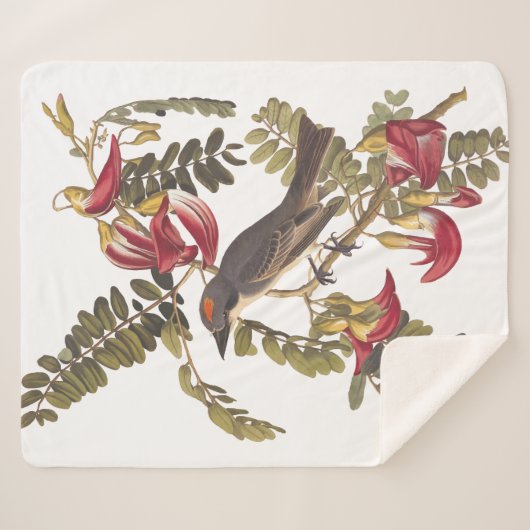 Grauer Kingbird Audubon Bird über blühenden Baum Sherpadecke (Vorderseite (Horizontal))