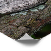 Grauer Laubfrosch Poster (Ecke)