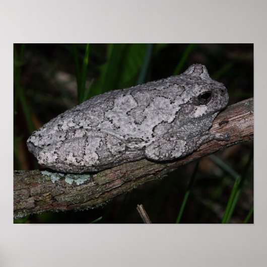 Grauer Laubfrosch Poster (Vorne)