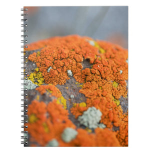 Grauer Lichen-Orange-Moosstein Notizblock