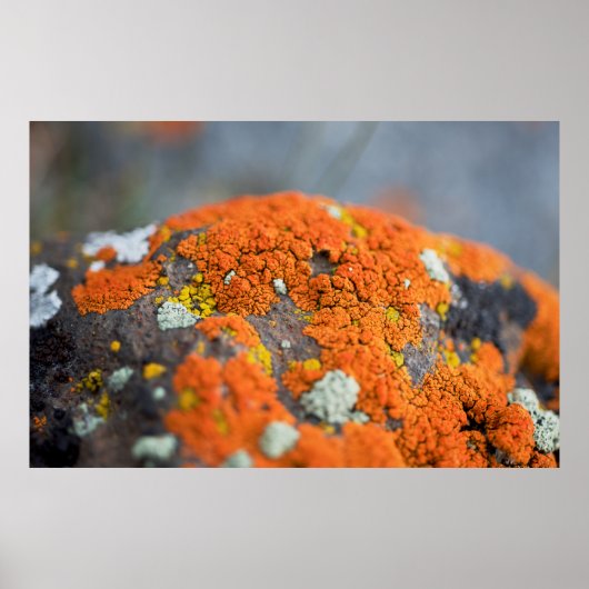 Grauer Lichen-Orange-Moosstein Poster (Vorne)