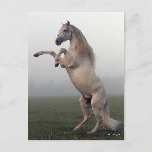 Grauer Lusitano-Hengst in Nebel Postkarte (Vorderseite)