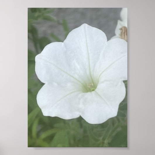 grauer oder weißer floraler Poter Poster (Vorne)