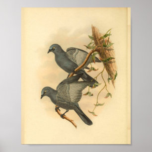 Grauer Ramseys-Kuckuckswürger-Vogel Vintage-Druck Poster