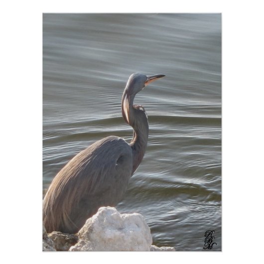 Grauer Reiher am Wasser Poster (Vorderseite)