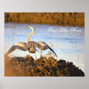 Grauer Reiher breitet Flügel Poster