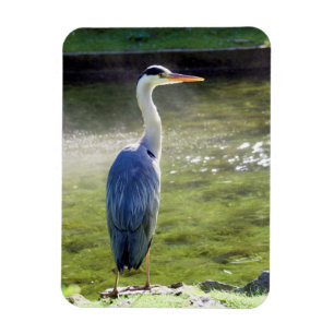 Grauer Reiher flexibler Foto-Magnet #3 Magnet